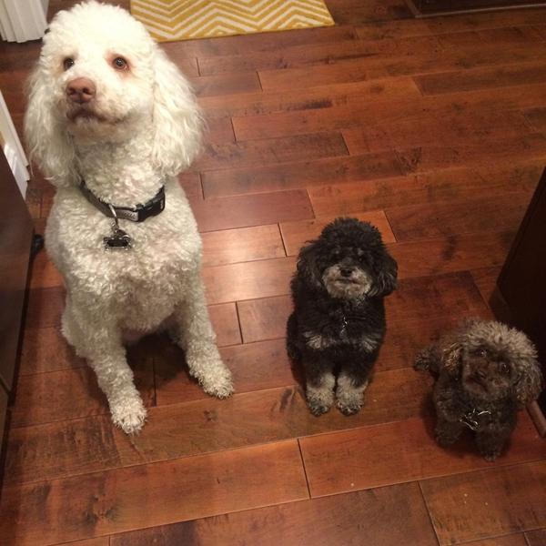 GaylaUngerer's tweet photo. @MaysnJar mom got new treats and Henri breath issues are fixed! #probioticsfordogs http://t.co/VSpIgvbUyS