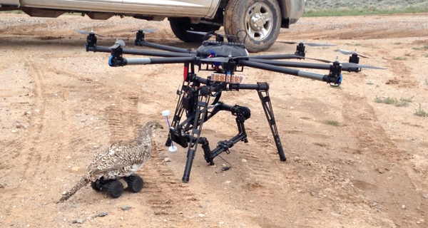 SkySightRC's tweet photo. If you think flying an #octocopter is hard, try flying an RC sage grouse, a.k.a. The Fembot. BTS with @CornellBirds. http://t.co/aMa85Y9QMD