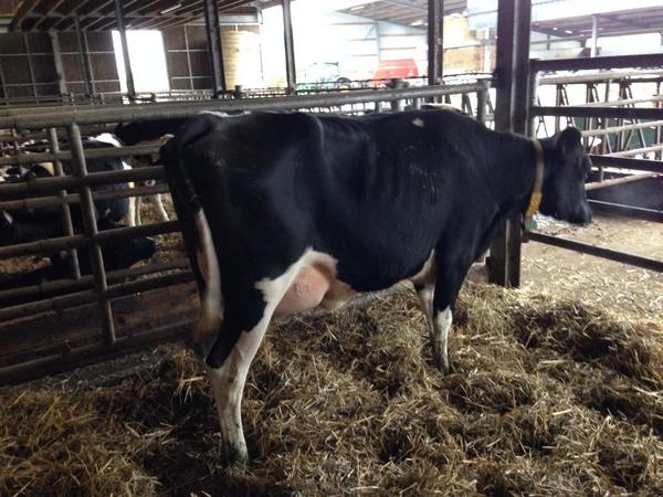 thecalfcompany's tweet photo. @thecalfcompany just finish 2 days in Luxembourg great selection going to North Wales http://t.co/SNPgzE5MgF