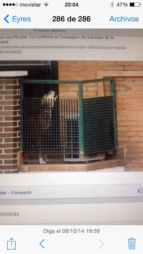 Me cuentan que cuando aplaudían a  #Excalibur mientras entraban a buscarlo, el aullaba, mirad