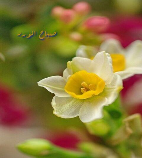 alialsayed401's tweet image. 