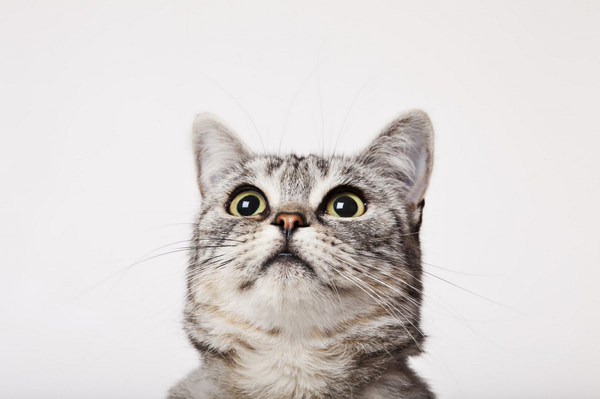 Enlace permanente de imagen incrustada