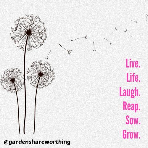 GardenSWorthing's tweet photo. Love to grow #gardening #worthing #gardenshare #landshare #allotment #newgardener #permaculture #community #volunteer http://t.co/1ci7hlXi3n