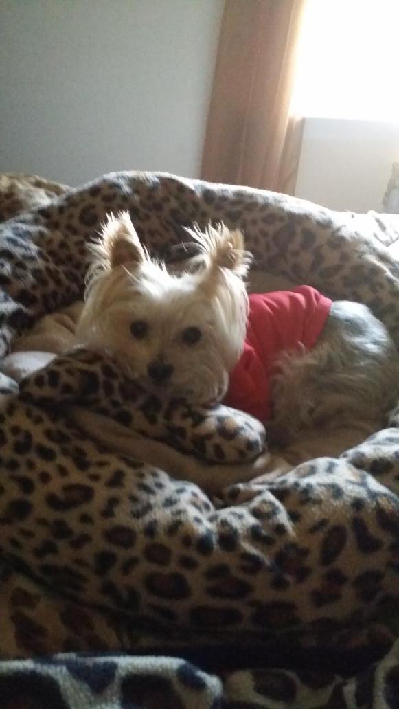 BossSuckatash's tweet photo. ๐ถNana just 5 mins ago snap pic. She said I looked cute layin on my doggy shape pillow. Have a G day.๐ #BCAM2014 ๐ http://t.co/mbQrfSBXwm