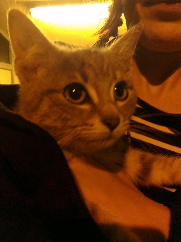 FloDauvister's tweet photo. This is my fucking cat. She needs a name. Also I fucking love cats http://t.co/EgKruBZAPP