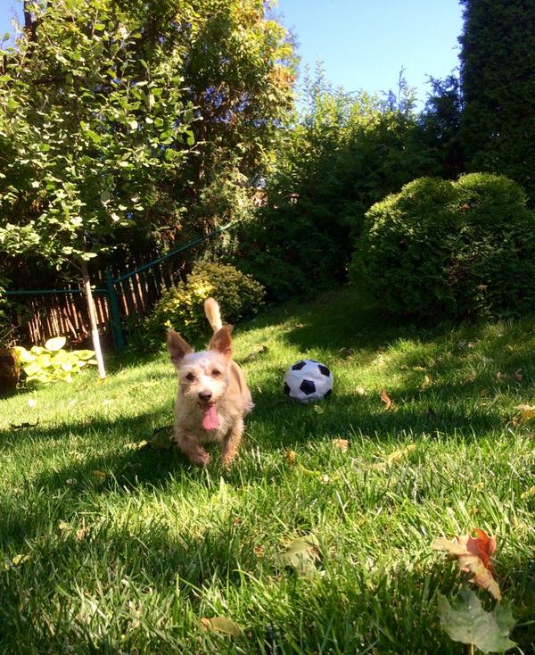 jtogawa's tweet photo. Quinn always love her visit to @PawsWay #benefulhealthysmile #p557 #quinnstagram http://t.co/tsZNkWg6I2