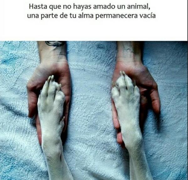 DeboConfesarQue's tweet photo. Los animales también tienen sentimientos. Se ve que algunas personas no. #DEPExcálibur http://t.co/l0NpcpCVZi