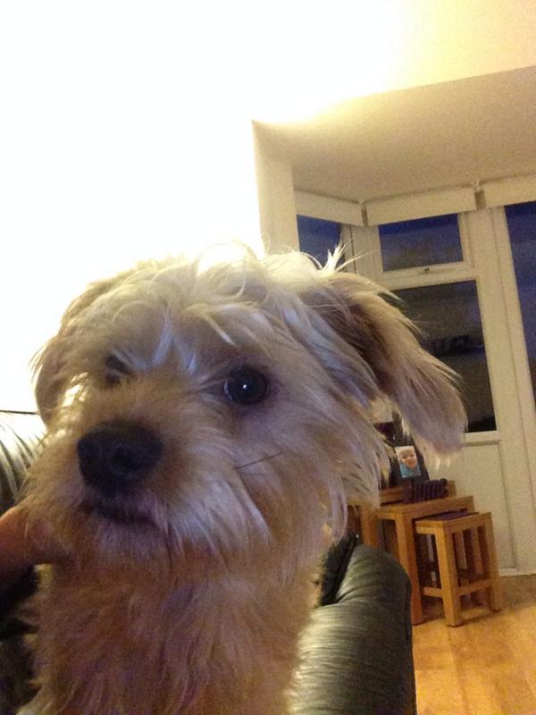 Am thinking my Dog looks a lot like Baxter from Anchorman. #double