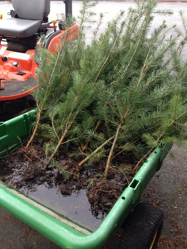 harris_trees's tweet photo. We are planting trees today ! http://t.co/iPH11Df482