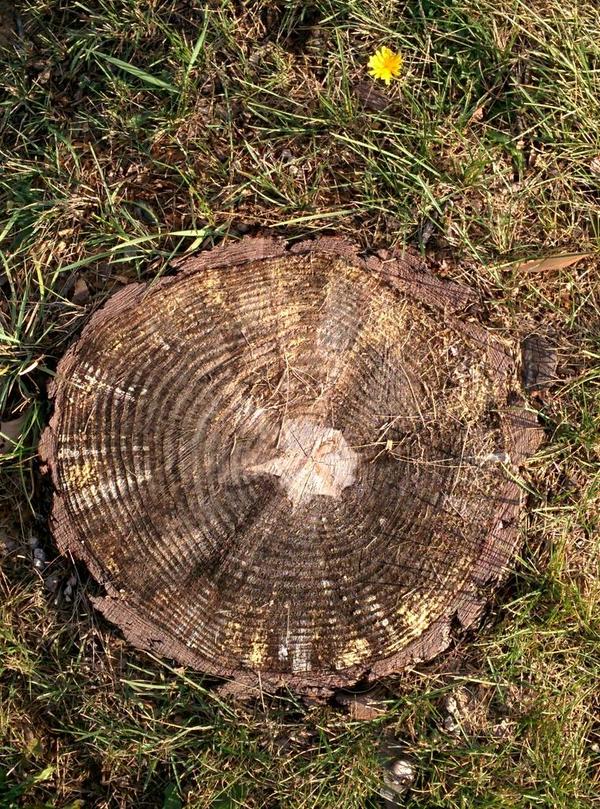 bayridge_botany's tweet image. If the lorax were here, he'd speak for this this tree #ImStumped