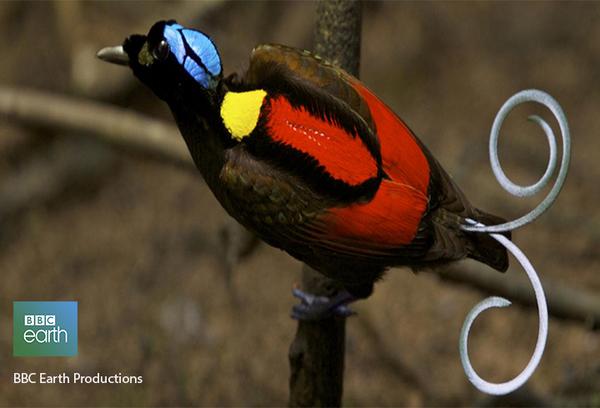 Birds of paradise have a taste for the theatrical when it comes to attracting a mate: bbc.in/1tBcQAt