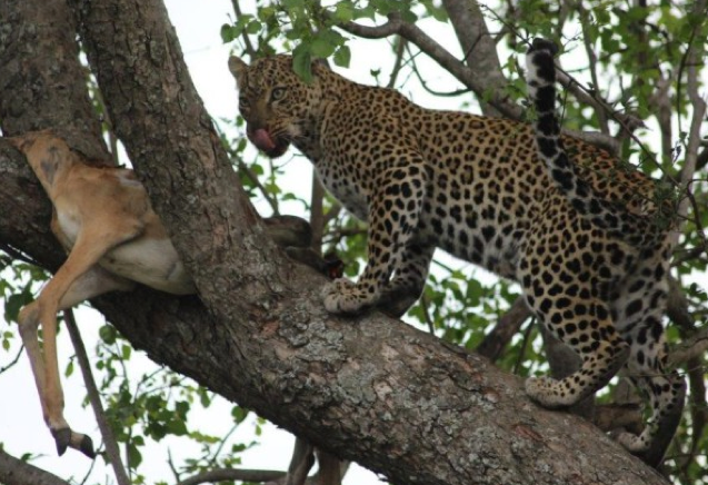 Embedded image permalink