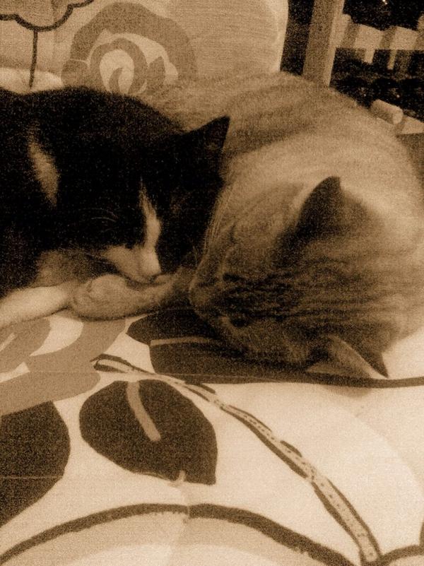 rosario lombardo (@ros973) on Twitter photo 