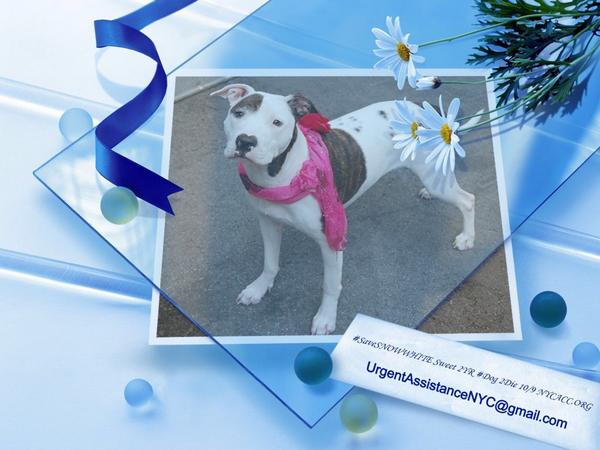 katharineknott's tweet photo. #SaveSNOWWHITE 2YR #Dog 2Die 10/9 @NYCACC #Hero 2 #Adopt Online #Foster 4 #Rescue #Love #Life
https://t.co/nHVINVtqLg http://t.co/aGhHE5tt1S