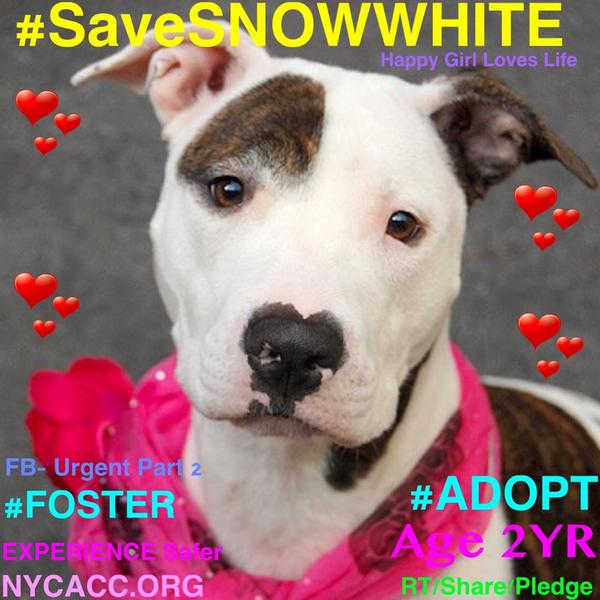 katharineknott's tweet photo. #SaveSNOWWHITE 2YR #Dog 2Die 10/9 @NYCACC #Hero 2 #Adopt Online #Foster 4 #Rescue #Love #Life
https://t.co/nHVINVtqLg http://t.co/aGhHE5tt1S