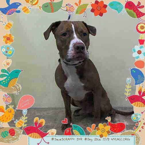 katharineknott's tweet photo. #SaveSCRAPPY 3YR #Dog 2Die 10/9 @NYCACC #Hero 2 #Adopt OR #Foster from #Rescue #Love NHONLY 
https://t.co/ITbr9nolnD http://t.co/zy1mJHGmcV