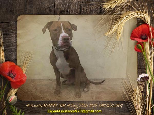 katharineknott's tweet photo. #SaveSCRAPPY 3YR #Dog 2Die 10/9 @NYCACC #Hero 2 #Adopt OR #Foster from #Rescue #Love NHONLY 
https://t.co/ITbr9nolnD http://t.co/zy1mJHGmcV