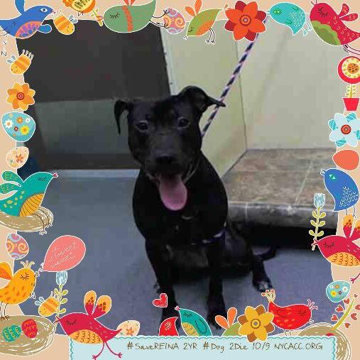 existenciala's tweet image. “@UrgentPart2: #SaveREINA 2YR #Dog 2Die 10/9 @NYCACC #Adopt Online #Foster 4 #Rescue
facebook.com/photo.php?fbid…