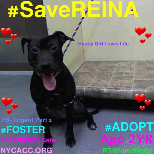 existenciala's tweet image. “@UrgentPart2: #SaveREINA 2YR #Dog 2Die 10/9 @NYCACC #Adopt Online #Foster 4 #Rescue
facebook.com/photo.php?fbid…