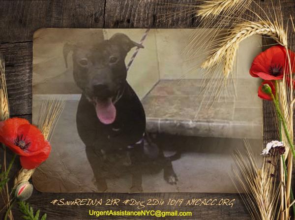 existenciala's tweet image. “@UrgentPart2: #SaveREINA 2YR #Dog 2Die 10/9 @NYCACC #Adopt Online #Foster 4 #Rescue
facebook.com/photo.php?fbid…