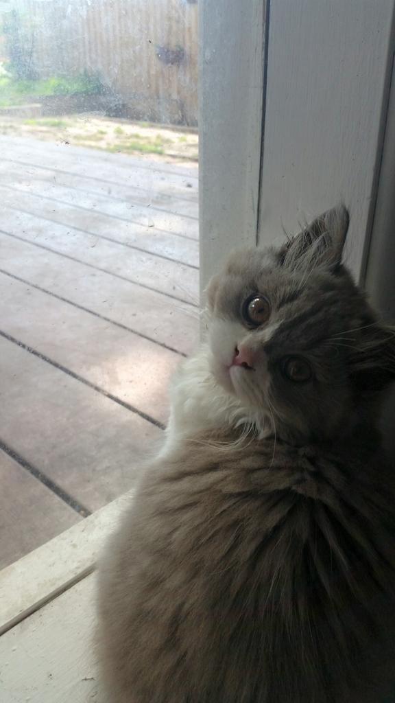 annaspargoryan's tweet image. But seriously. #insidecat