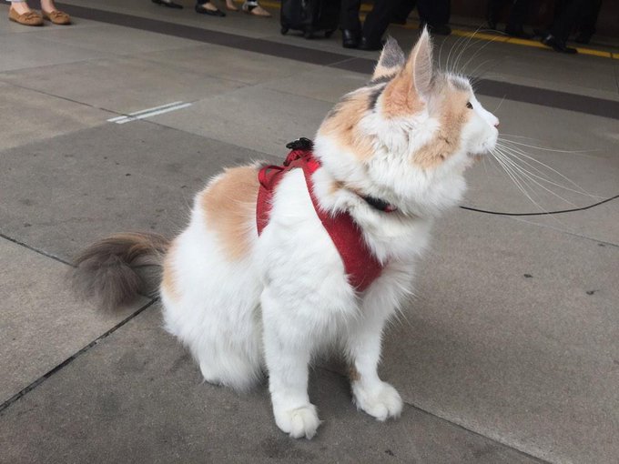 猫みたいな犬 犬みたいな猫 新宿駅に現れる 画像 ハフポスト News