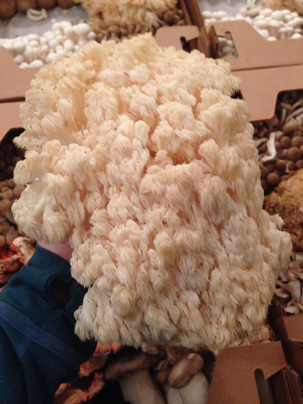 Check out this gorgeous bears tooth #mushroom(aka lions mane)! A great mushroom to deep fry!