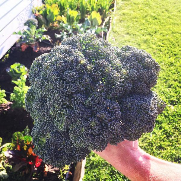 kanecooks tweet media