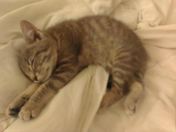 FloDauvister's tweet photo. Miaow #2 http://t.co/WMkqVYqJaH