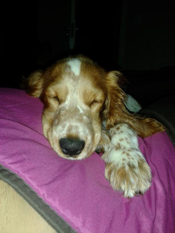 lauramontescast's tweet photo. Me la comooo!!! :) http://t.co/W8cVTQq9MX