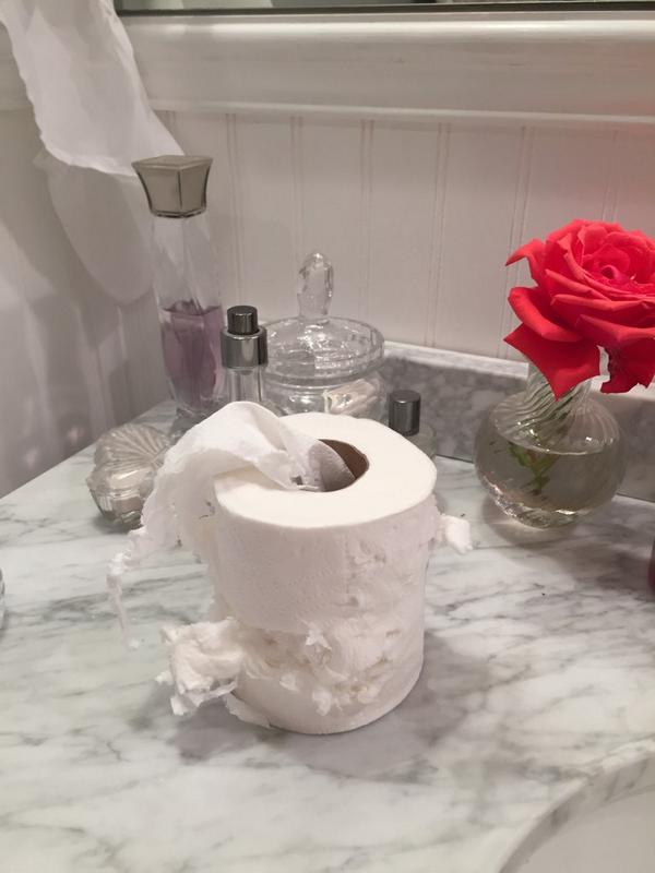 vanessamgomez's tweet image. Cat Owner Problems #tornuppaper #lostsocks #catnipaddict