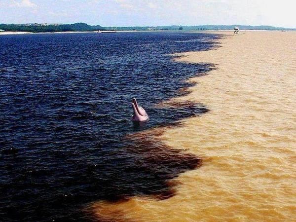 TwiDiscovery's tweet photo. Место слияния реки Амазонки и Рио Негро, #Бразилия. http://t.co/hIzaBFDhUV