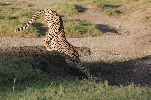 New yoga pose - downward cheetah 🐾😎 • 📷 @coenraadbrr - Priority Species  Monitor @wildlife_act 🌍 #manyoniprivategamereserv... | Instagram