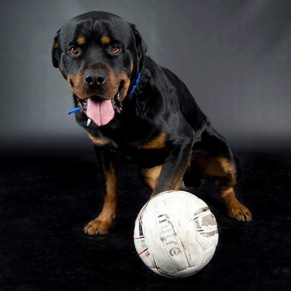 Battersea_'s tweet image. In the absence of #pogdogs tonight, our dogs are gearing up for a good game #EngvSM