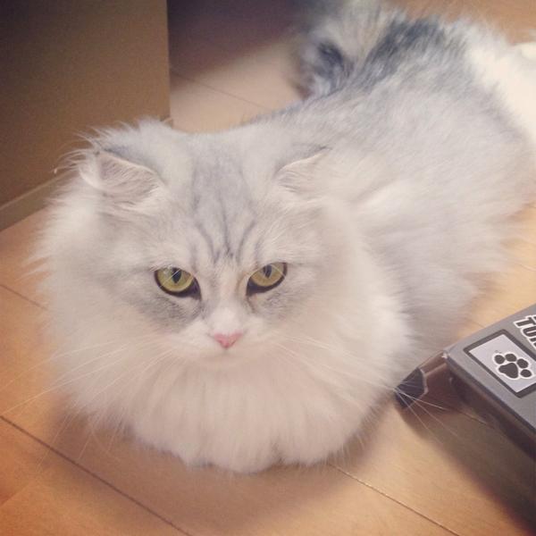 さっそく、#香箱おしい座り 。#neko #cat #猫部