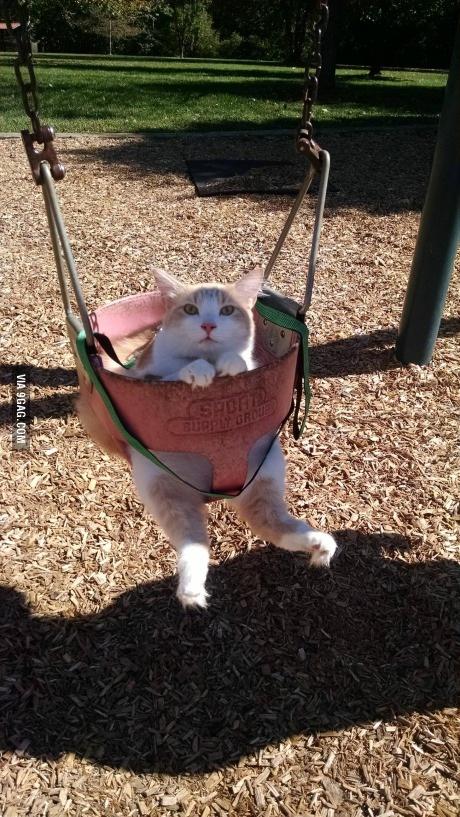 LifeGoesOnPin's tweet photo. Not only was he swinging, he was on a leash. The most patient cat ever. http://t.co/Z6bFeLtrPV via @9GAG http://t.co/yBRRYRdcxt