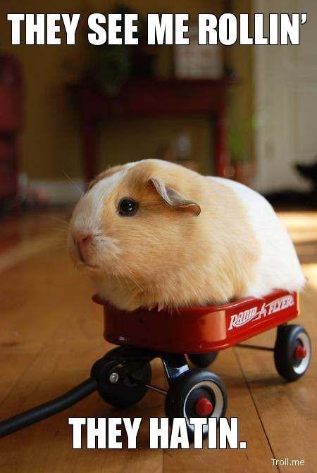 outransport's tweet photo. If Plan A doesn't work, the alphabet has 25 more letters. Keep calm and enjoy a FREE ride and free #CookiesOnCats http://t.co/Ff2zYXweFs
