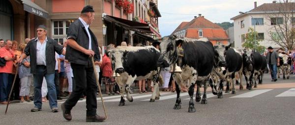 valleemunster's tweet image. La fête de la #transhumance c'est samedi 18 octobre à Muhlbach sur #Munster Toutes les infos : bit.ly/transhumances-…