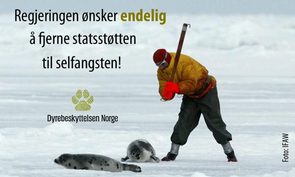 dyrebeskyttelse's tweet photo. Regjeringen foreslår å fjerne statsstøtte til #selfangst Hurra! :) #statsbudsjettet http://t.co/0FFz8GXDmR http://t.co/L5tDK0O8Nl