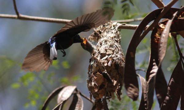 A  Purple Banded Sunbird male feeding its young in my garden in Dar, Tz <a href="/africageo/">Africa Geographic</a>