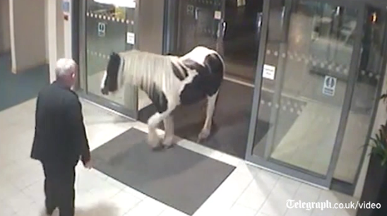 Telegraph's tweet photo. Video: An adventurous pony wanders into a police station in Cheshire http://t.co/DlUaiBOsP5 http://t.co/vsEcDA53xV