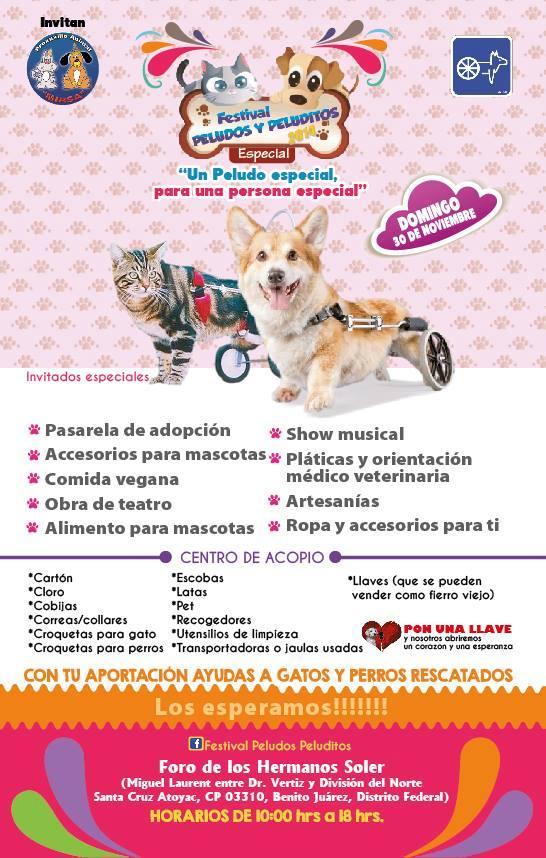 Chinchilla TV (ChinchillaTV_mx) Twitter