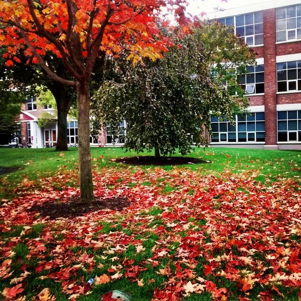 iAdRam's tweet photo. The #fallcolors #beautiful #nature #brilliant #weather http://t.co/DhzunCP2HR
