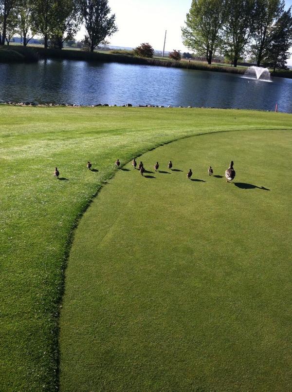 FoxHillTurf's tweet photo. #tbt #springtime http://t.co/DGEkQNJl4u
