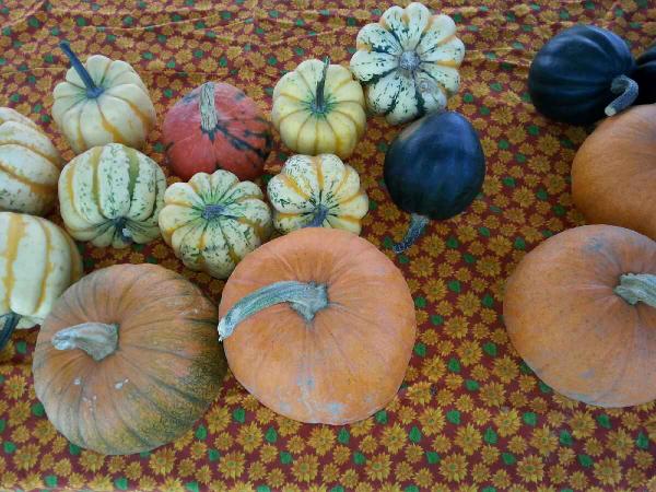 Thanksgiving Market in Rotary Park this Saturday from 10 am - 1pm.  Sunshine, local vendors and live music!