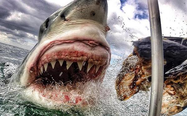 Telegraph's tweet photo. Amateur photographer captures this amazing great white shark close-up http://t.co/7Lq5KbAqb8 (Pic: @A_C_Brewer) http://t.co/N2LpEhlQqW