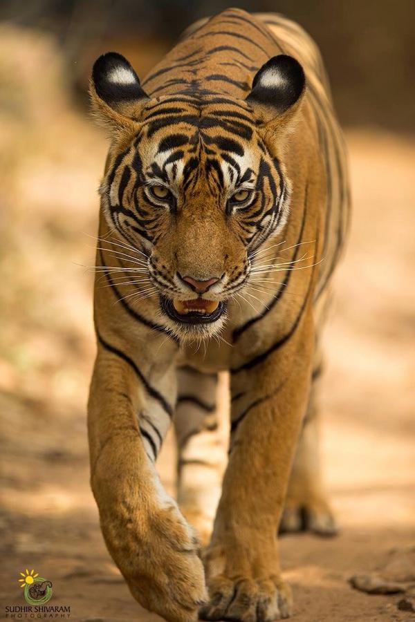 periyakulam's tweet image. @SoxRule13 @IntrinsicStones @kidooka1 @intrinsinite