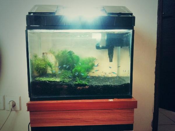 Introduce my new aquascape.l Sssst, would you like to remain you ren, Follower can only follow.. 'the neon fish said'