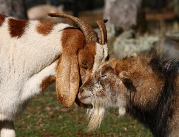 vegan_nik's tweet photo. Your daily awww - BFF Laura and Charlene, both saved from miserable conditions, now happy at @Animal_Place http://t.co/d5FacJ2B2Y