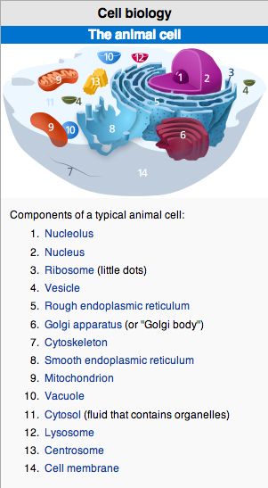 votelyso2k14's tweet photo. @Cell_Membranez ACTUALLY, we are in animal cells #WeAreImportant #CatFootMVO http://t.co/LVgJQTLJx0